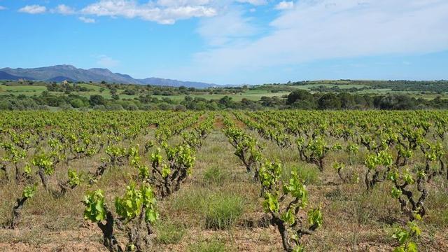 Vinya a Peralada (Alt Empordà)