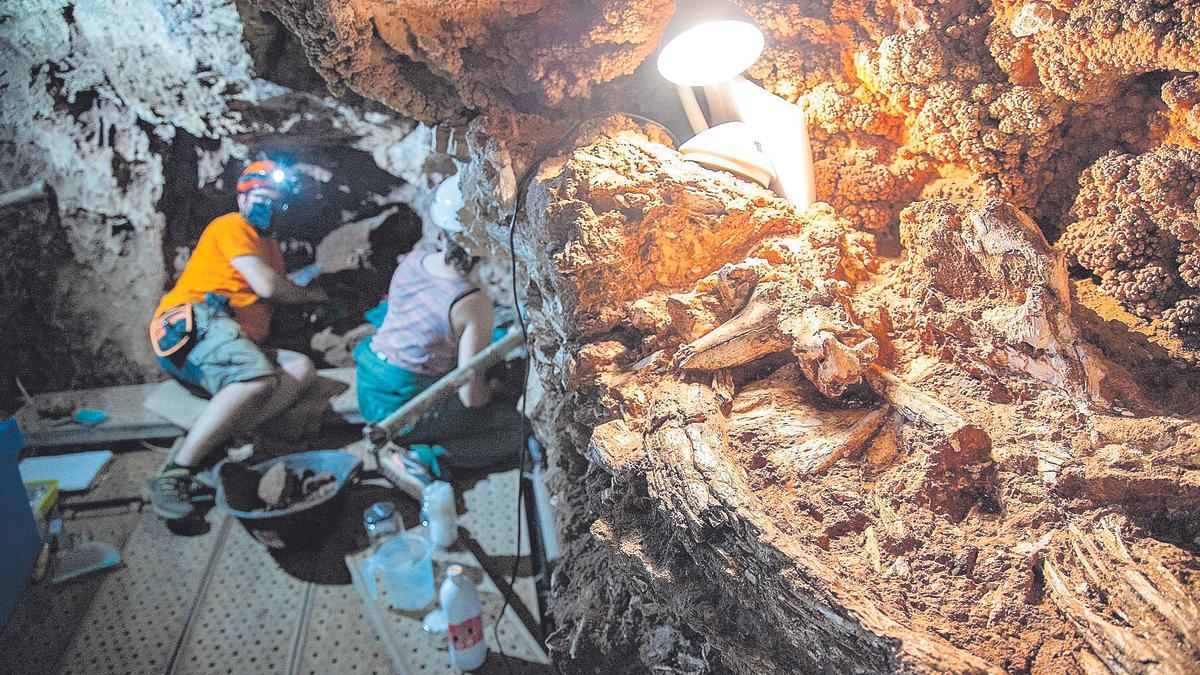 Restos del colmillo de un elefante en la Cueva Victoria.