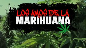 Sèrie multimèdia | Capítol 1: L’eclosió d’una nova màfia en el negoci de la maria