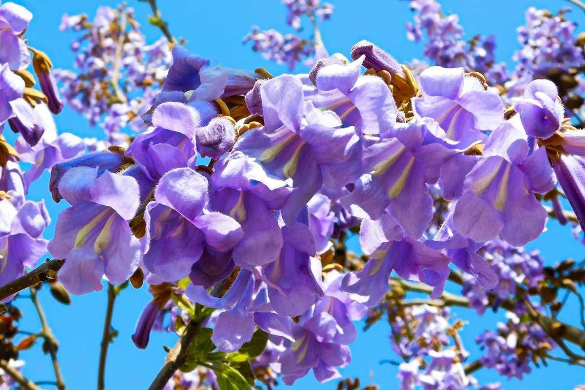 Flors de la paulownia