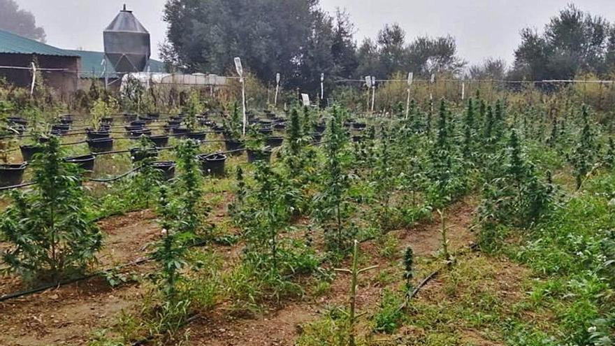 Detingut per cultivar prop de 400 plantes de marihuana en una masia a Regencós