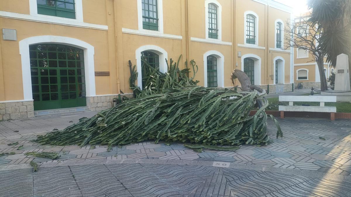 Cactus al que el viento tumbó en el Arsenal de Cartagena.