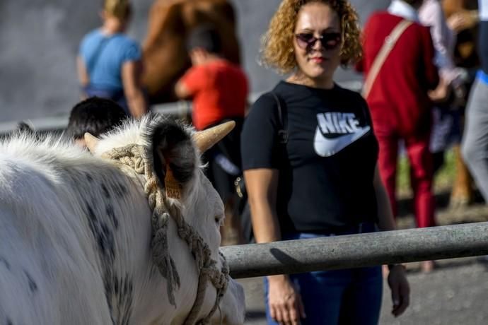 08-12-19 GRAN CANARIA. JINAMAR. JINAMAR. TELDE. Fiesta de la Inmaculade Concepcion y de la Caña Dulce de Jinamar, feria de ganado, procesión.. Fotos: Juan Castro.  | 08/12/2019 | Fotógrafo: Juan Carlos Castro