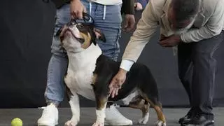 Más de 160 perros presumen de belleza en Ifeza