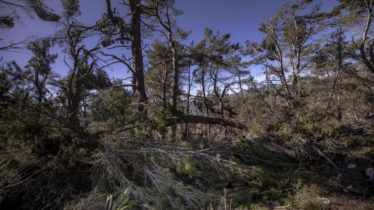 Zerstörung in der Serra de Tramuntana nach dem Sturm.