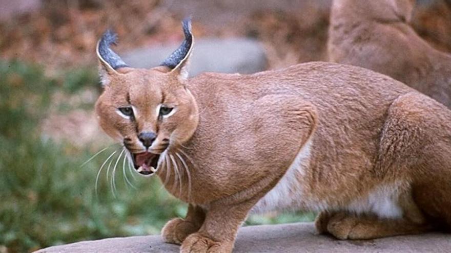 Rescatado un lince africano tras dar un zarpazo a su dueña, que solía pasearlo por la calle