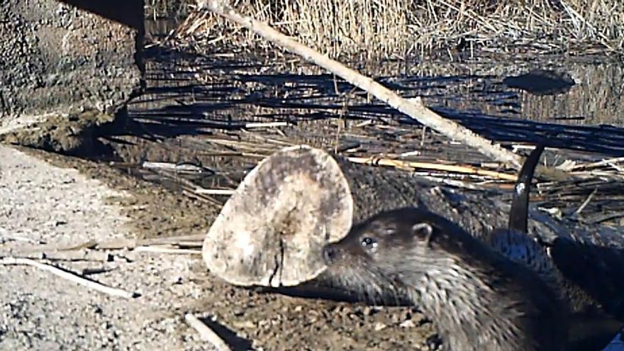 La nutria vuelve al Segura: por qué es tan escurridiza y no se deja ver