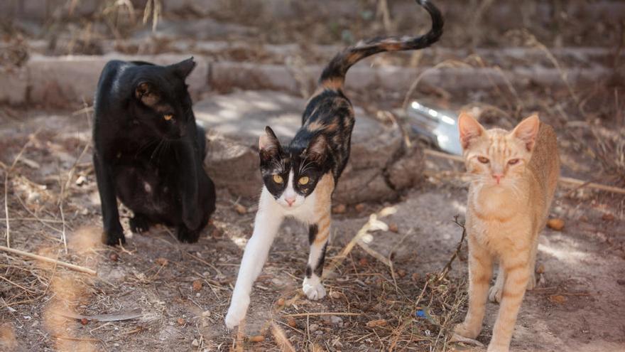 Protección Animal esteriliza a un centenar de gatos callejeros