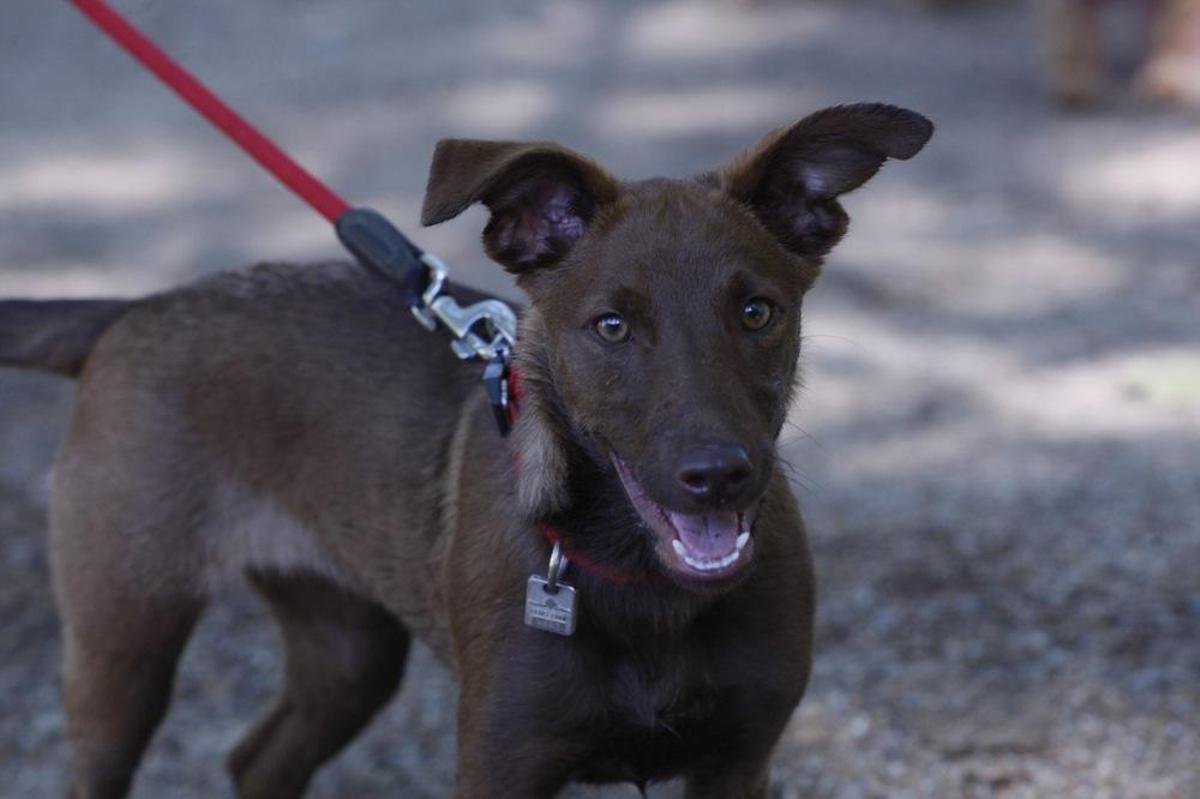I Marxa Solidària Canina de Diari de Girona I Marxa Solidària Canina de Diari de Girona