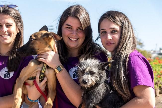 Feria de Mascotas de Maspalomas 2016