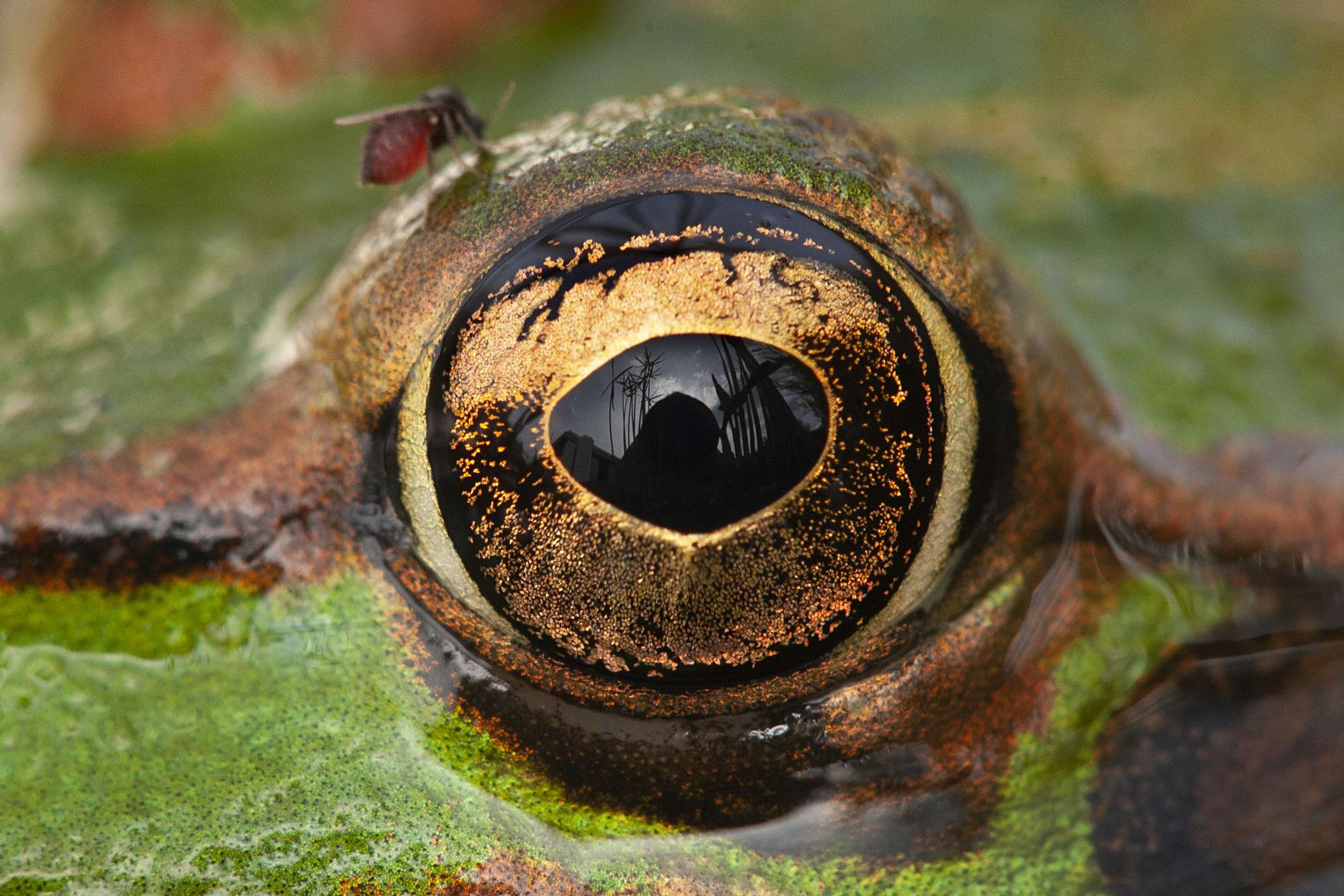 Ojos de rana