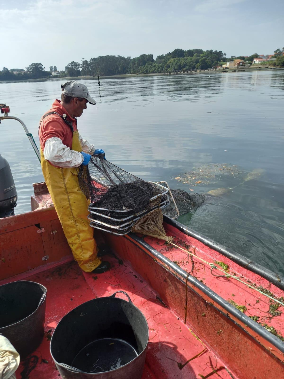 Un marinero levantando sus nasas de anguila.