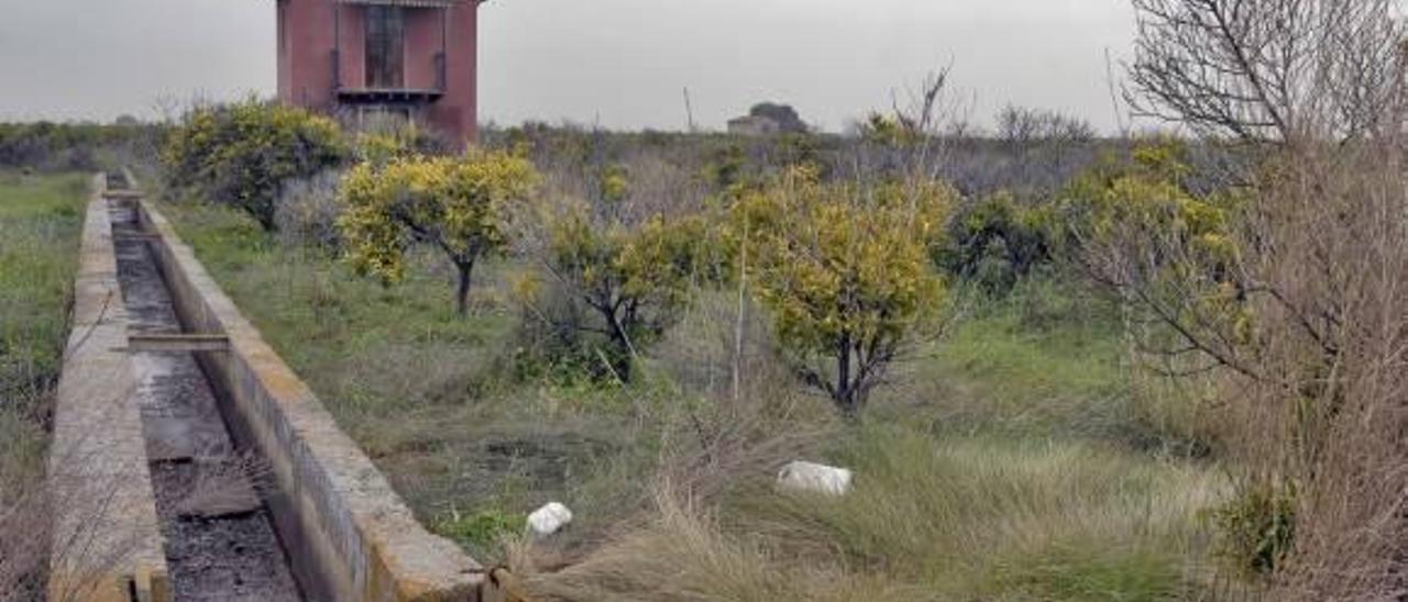 Campo de naranjas abandonado en Castelló.