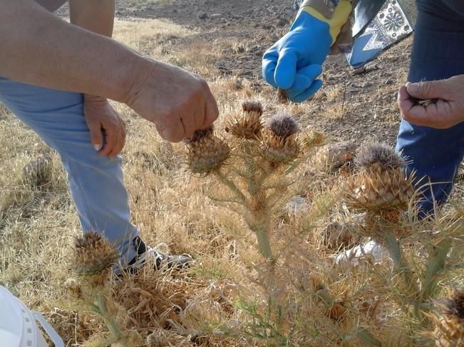 Recogida de flor de cardo