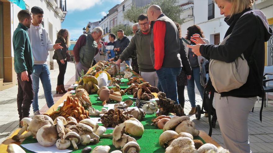 Satisfacción por el desarrollo de las XVII Jornadas Micológicas de Monesterio