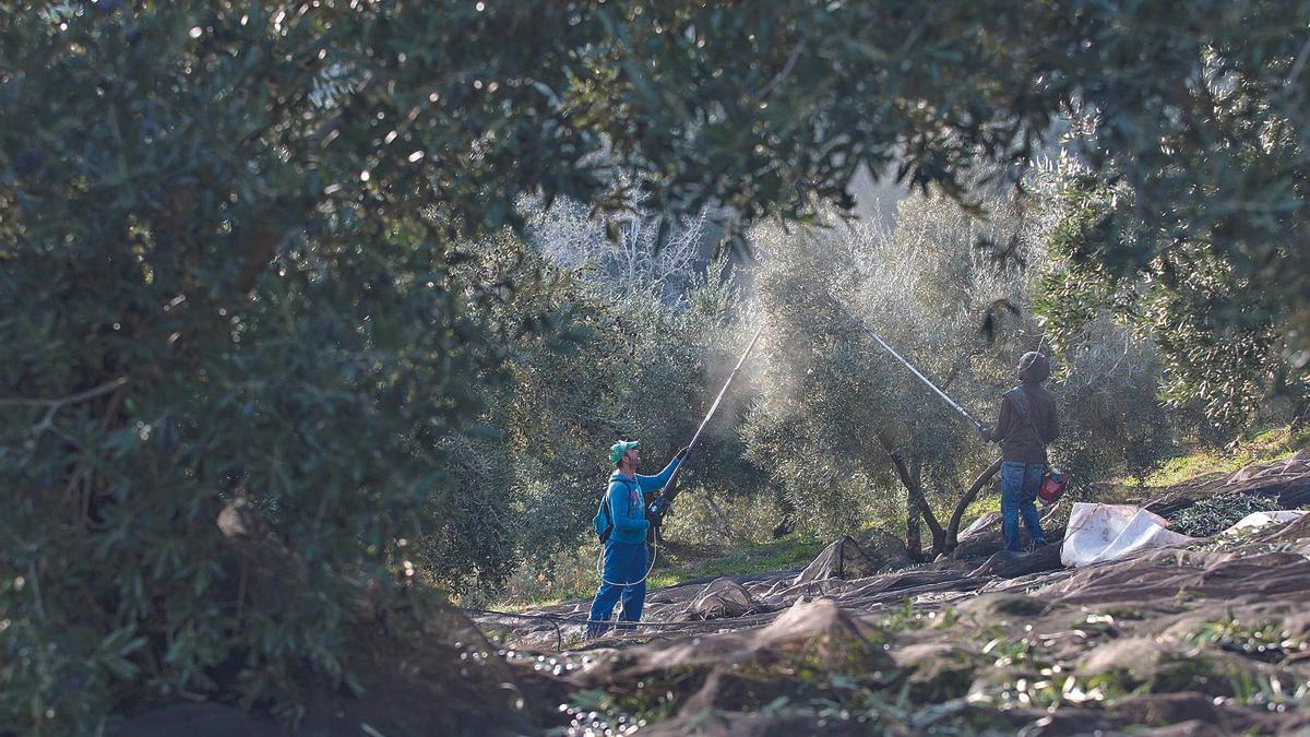 Dos trabajadores varean un olivar en una finca de producción ecológica situada en la provincia de Córdoba.