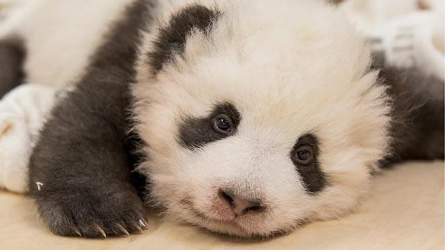 El bebé panda con hipo revoluciona el zoo de Berlín