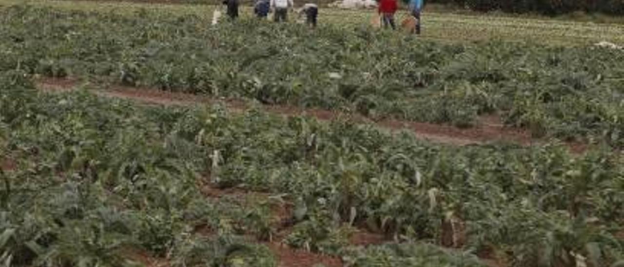 La verdura se salva del frío pero sufrirá graves mermas por el exceso de agua