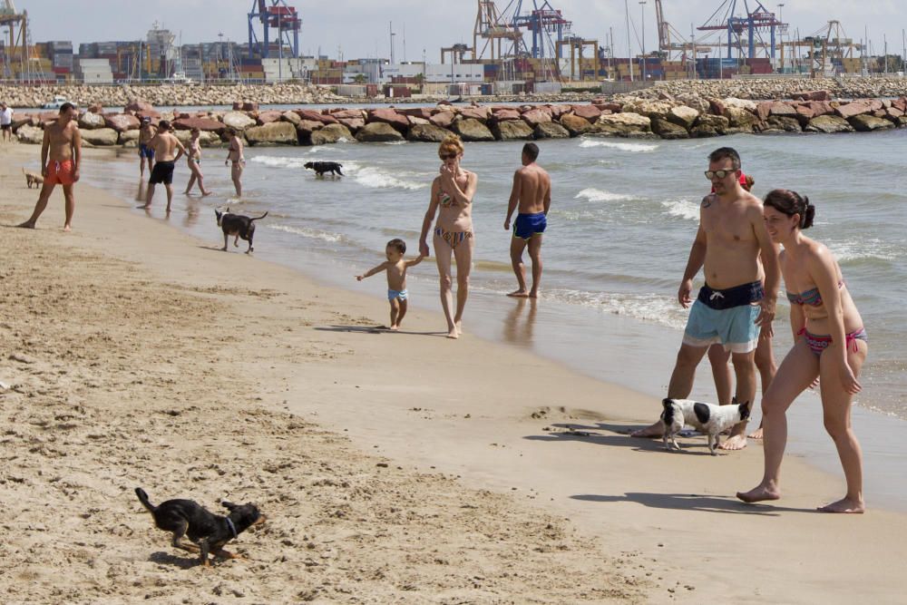 La playa para perros de Pinedo, a reventar