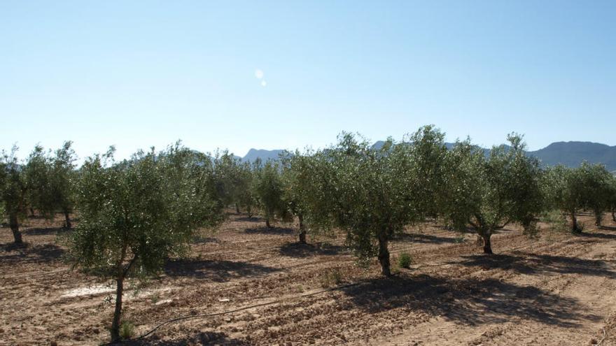 Variedades de olivo plantadas en el Centro de Demostración Agraria &#039;La Maestra&#039;, en Jumilla.