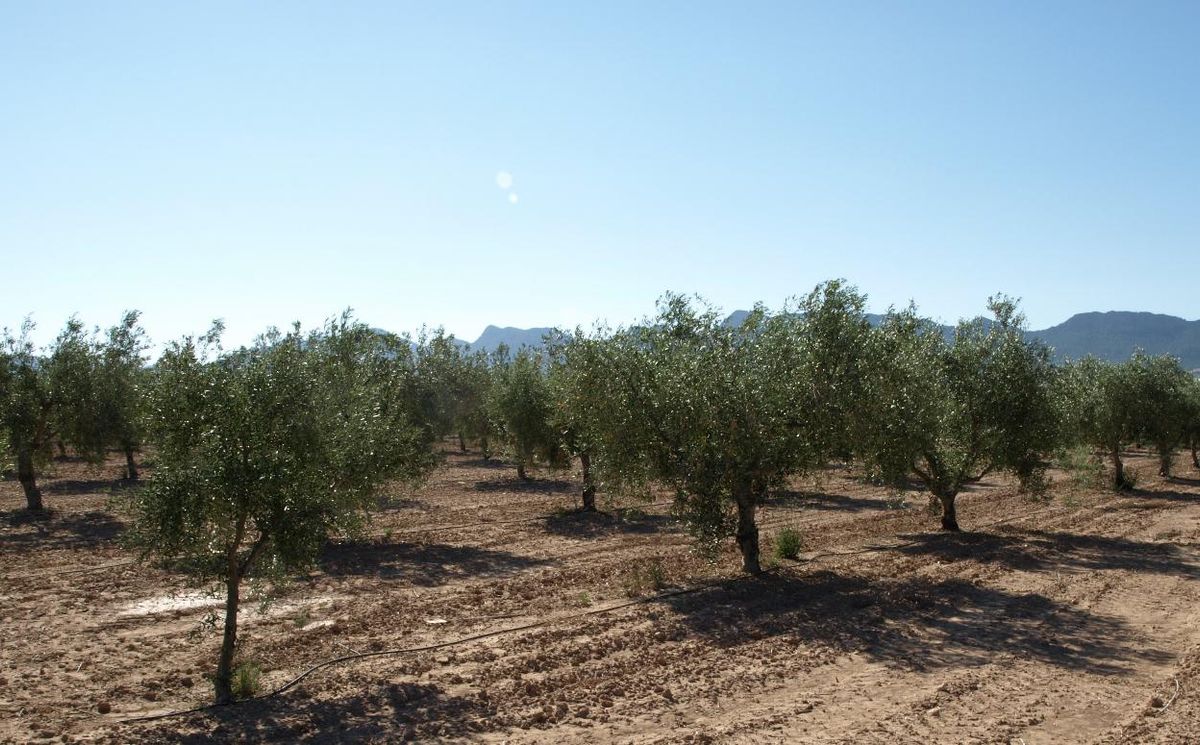 Variedades de olivo plantadas en el Centro de Demostración Agraria 'La Maestra', en Jumilla.