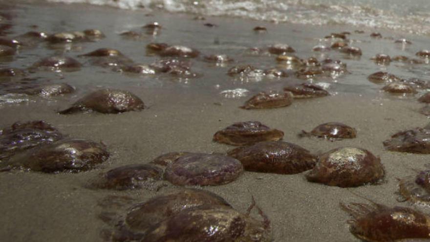 Medusas por encima de la media en el 10% de las playas del Mediterráneo