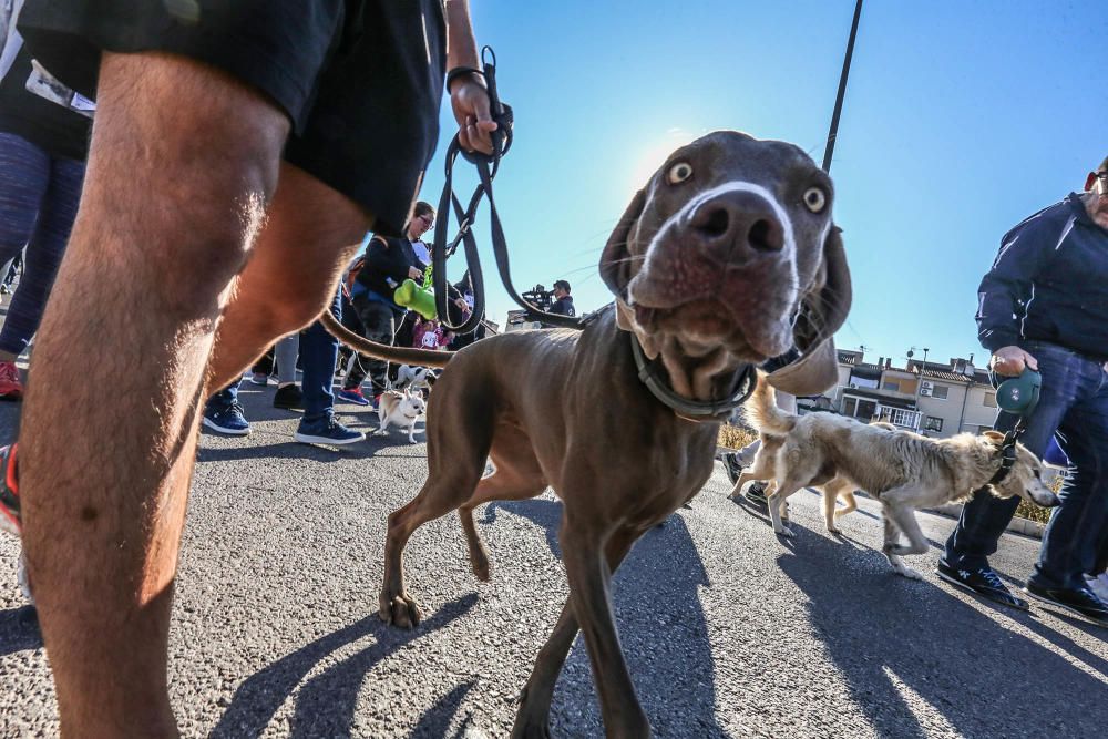 Almoradí celebra su primera Caminata Solidaria con animales