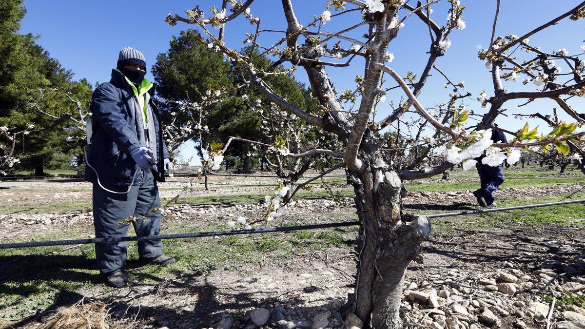 Un trabajador en una finca frutícola de Ricla, en una imagen de archivo.