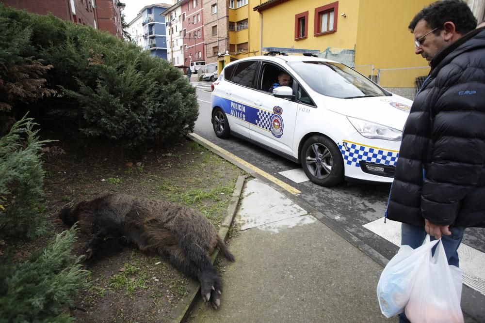 Los vecinos del barrio avilesino de La Magdalena, sorprendidos por el jabalí abatido por la Policía.