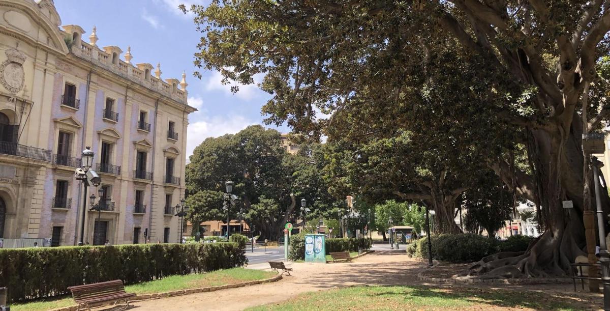 El histórico ficus del Parterre de València, situado en el corazón de los jardines