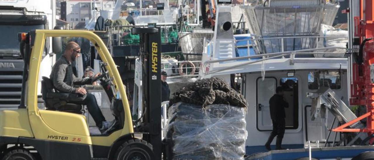 El puerto de Bueu registró ayer una intensa actividad de descarga de mejillón tras la apertura de los polígonos. |   // SANTOS ÁLVAREZ