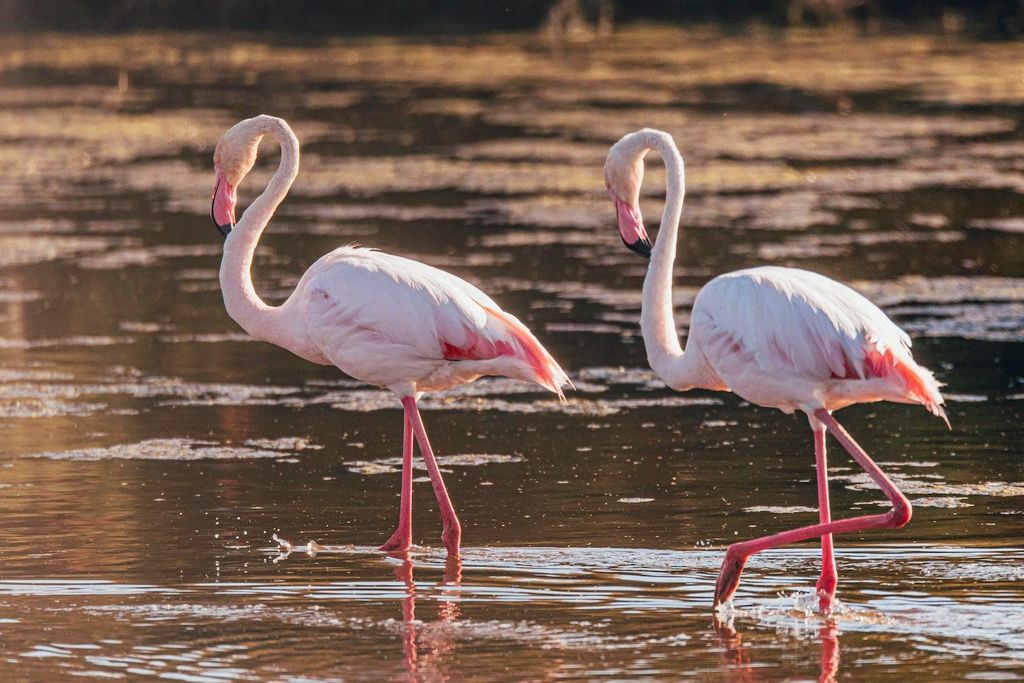 Flamencos en el Parque Nacional de Doñana, Zona de Especial Importancia para las Aves.