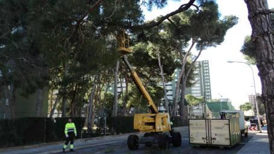 Benicàssim lucha contra las plagas de procesionaria y el tomicus de los pinos