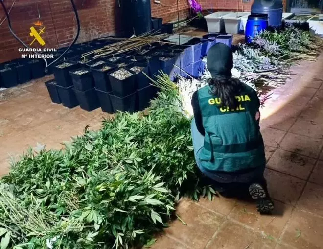Fotogalería | Imágenes de la operación de la Guardia Civil contra la droga en Malpartida de Plasenica