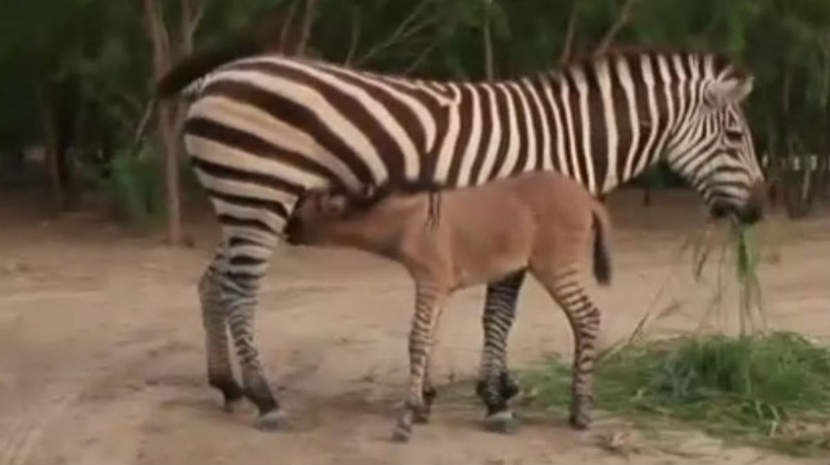 L’animal corre al costat de la seva mare al recinte del zoo de Mèxic.
