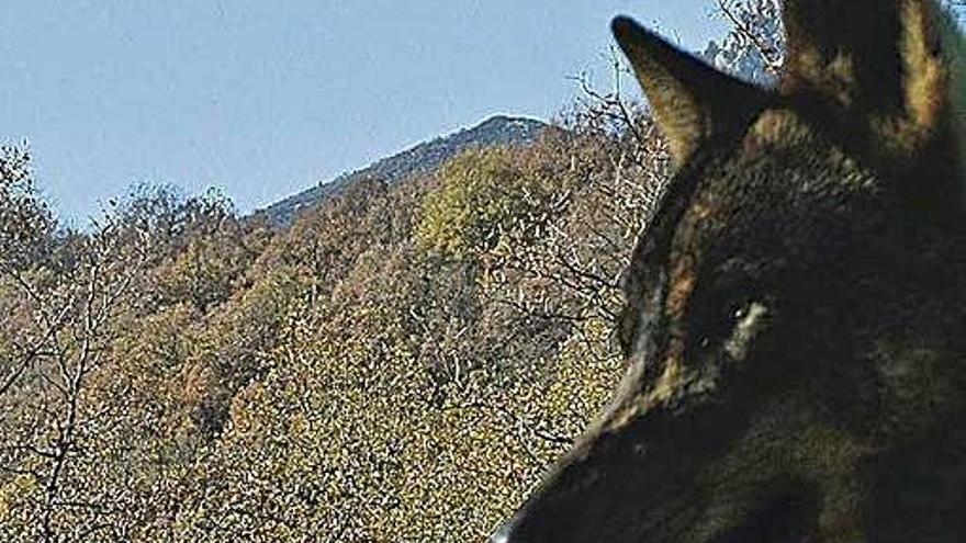 Un ejemplar de lobo ibérico.