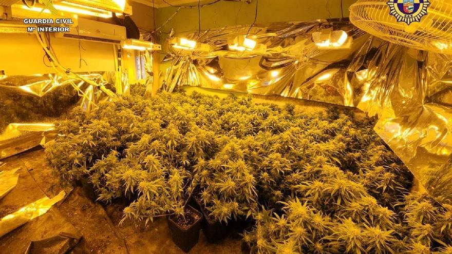 Cinco detenidos por el cultivo de más de 350 plantas de marihuana en Sax