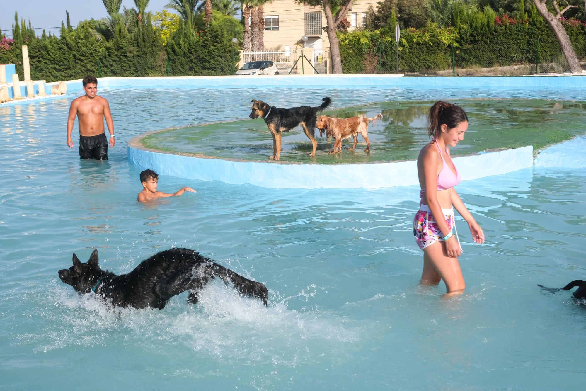 Así es la nueva piscina para perros que ha abierto en La Marina -  Información