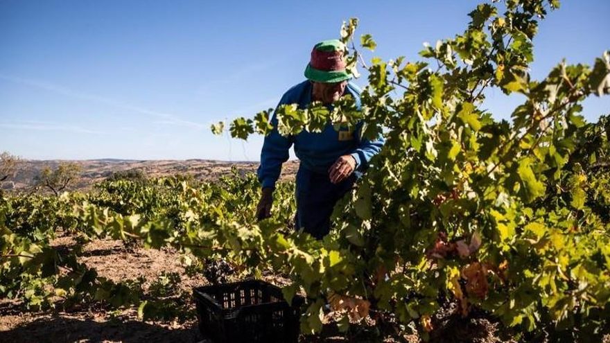 Los agricultores dicen que la destilación de crisis «llega tarde»