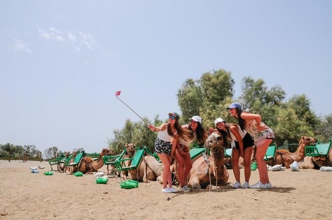 Reportaje excursiones con camellos en las Dunas ...