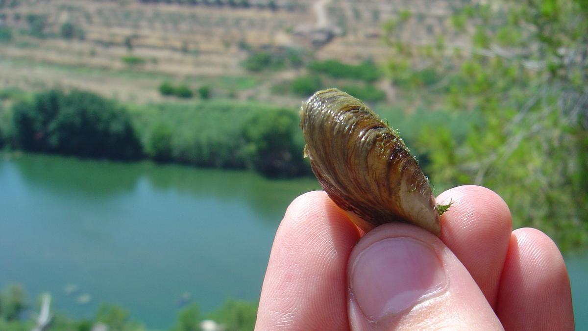 Detalle de este molusco invasor