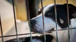 Tenerife acoge en junio la primera feria integral sobre Bienestar Animal