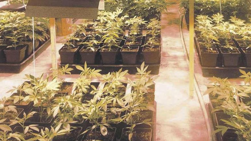 La subida del recibo de la luz de una mujer descubre 13 plantas de cannabis del vecino en Morales