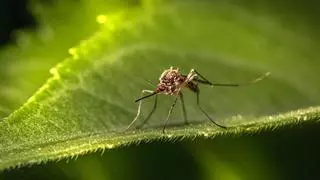 Estos son los insectos más peligrosos que puedes encontrar en verano