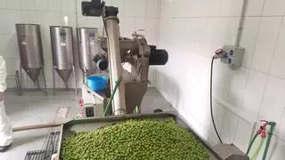 La almazara municipal de Agüimes recibe en un solo día más aceitunas de las que puede moler