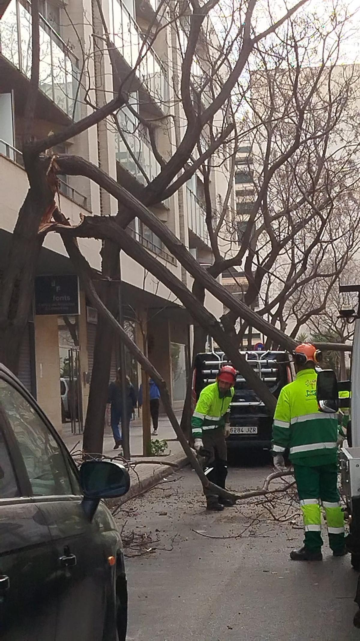 Operarios de Parcs i Jardins trabajando en calle Bisbe Rafel Josep Verger