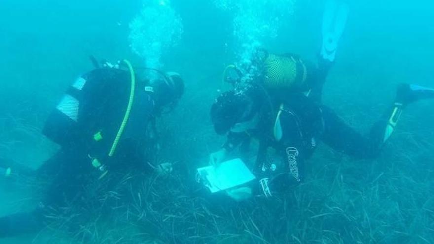 Integrantes de Agró y del club de Buzos supervisan las algas de posidonia.