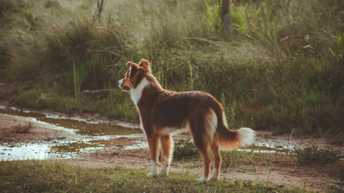 Hay que tener cuidado con nuestro perro cuando está en el bosque.