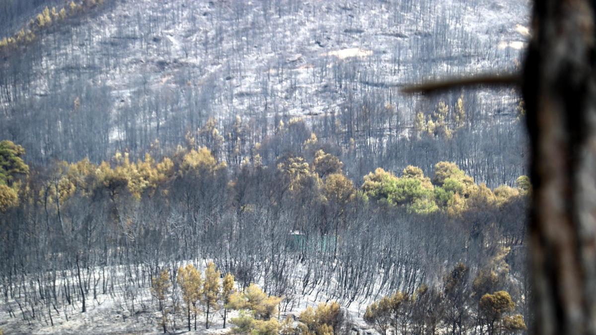 Zona de bosc cremat a Sant Quirze Safaja
