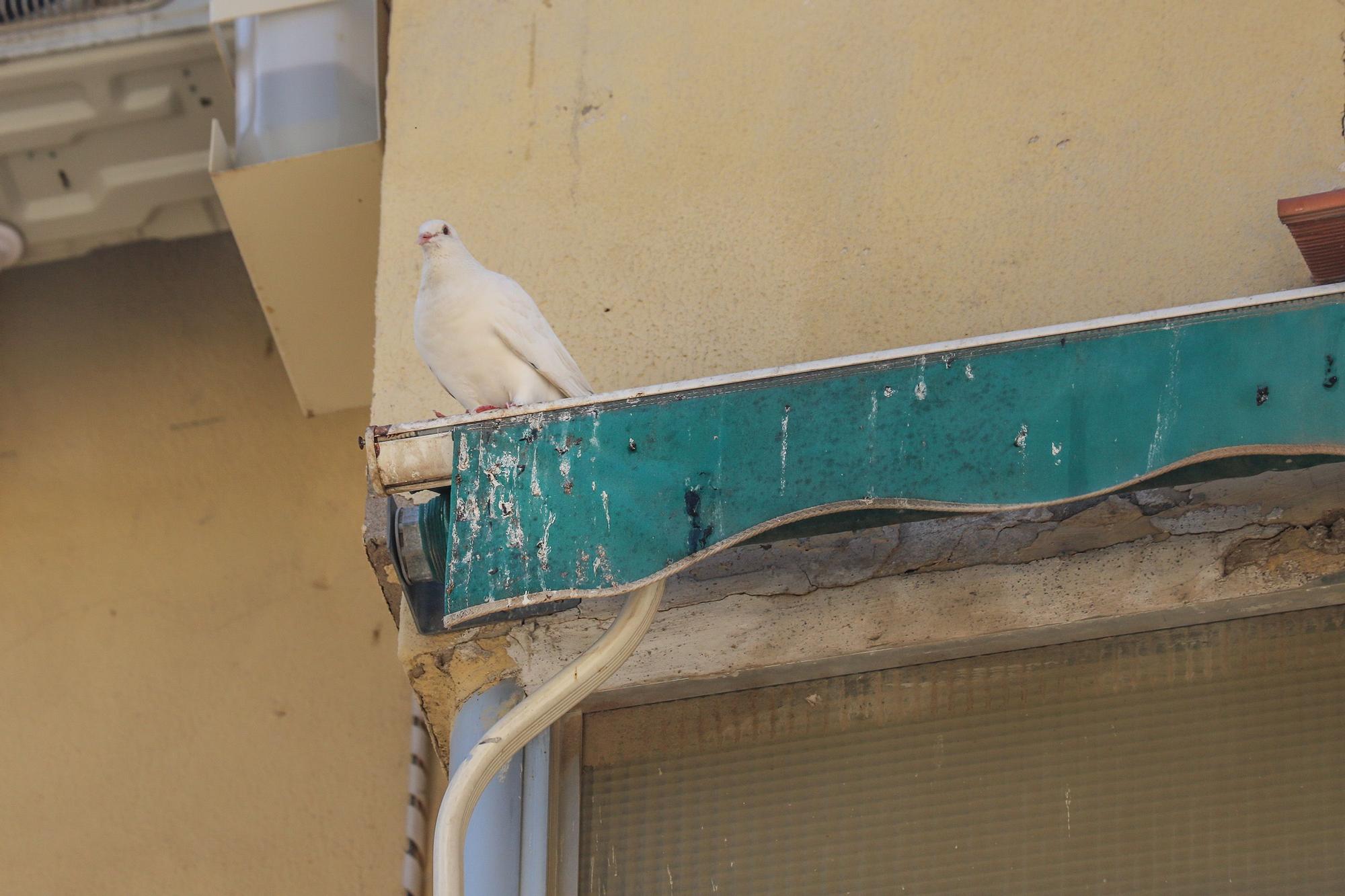 Quejas por la plaga de palomas en Miguel Hernández